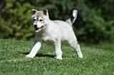 SIBERIAN HUSKY 386